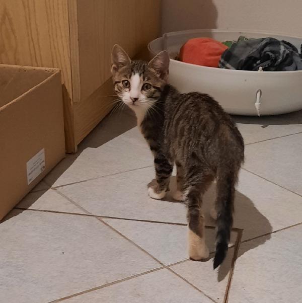 Ginetta, ultima cucciola della sua famiglia Foto 3
